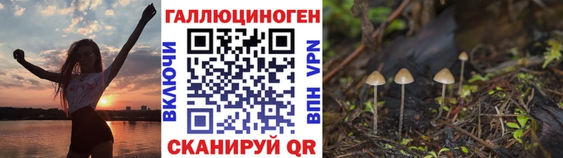 Купить Терек Псилоцибиновые грибы Cubensis